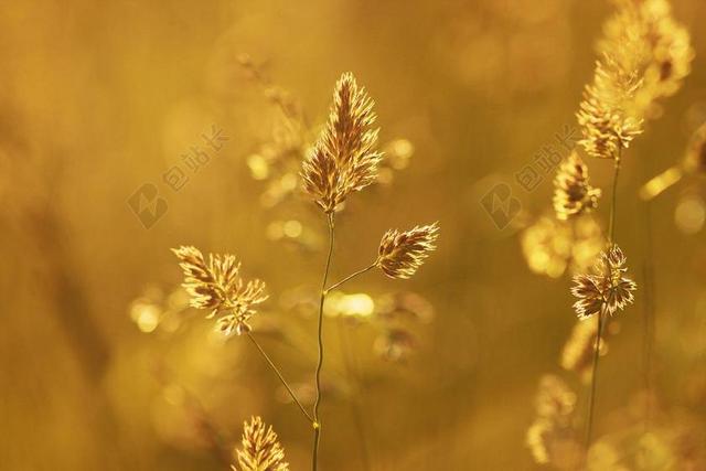 黄色叶子菊花背景图片