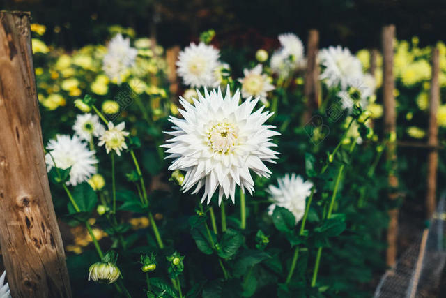 花园唯美篱笆生长的花朵背景图片