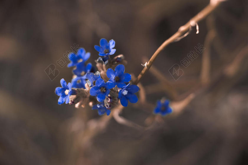 摄影唯美盛开的蓝色花朵背景图片