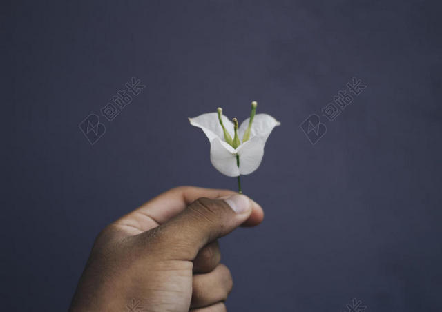 美丽的特写精致的花萌芽手背景图片