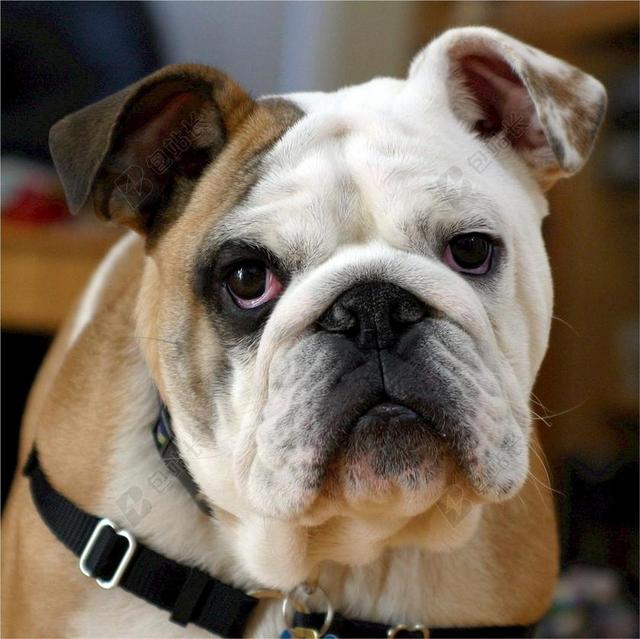 黑色动物可爱斗牛犬头部特写背景图片