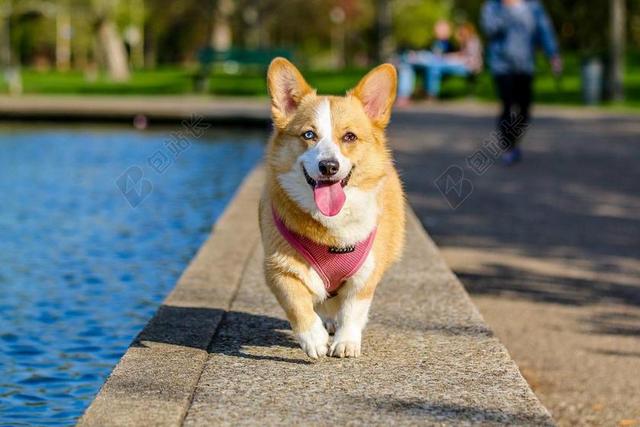 动物清新柯基犬背景图片