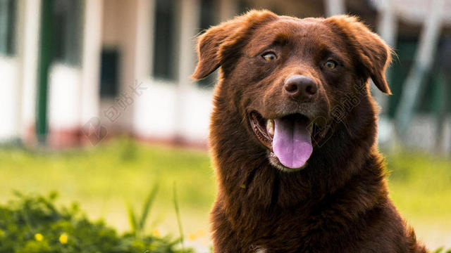 清新花园里吐舌头的拉布拉多犬背景图片