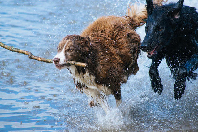 动物凶猛水中叼木棍奔跑的两只大型犬背景图片