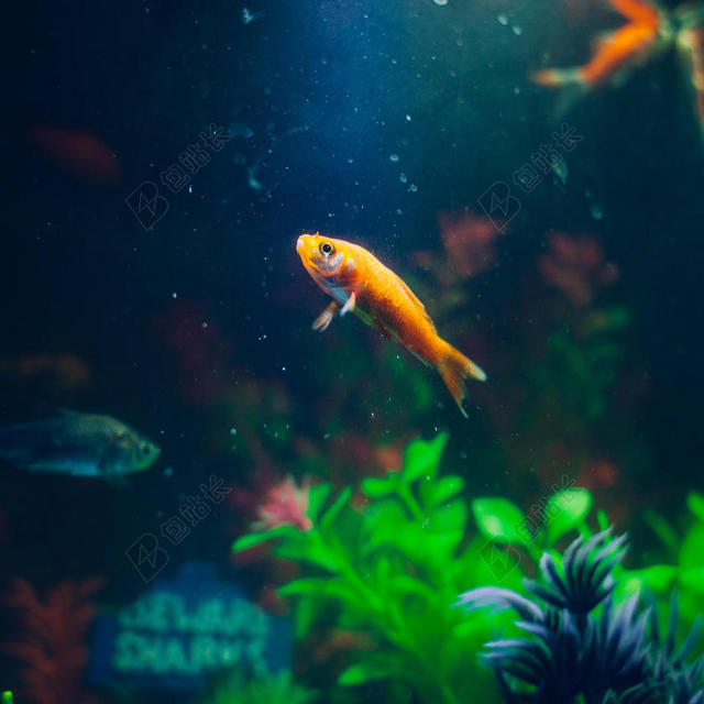动物 - 水族馆 - 鱼 - 金鱼 - 宠物 - 动物