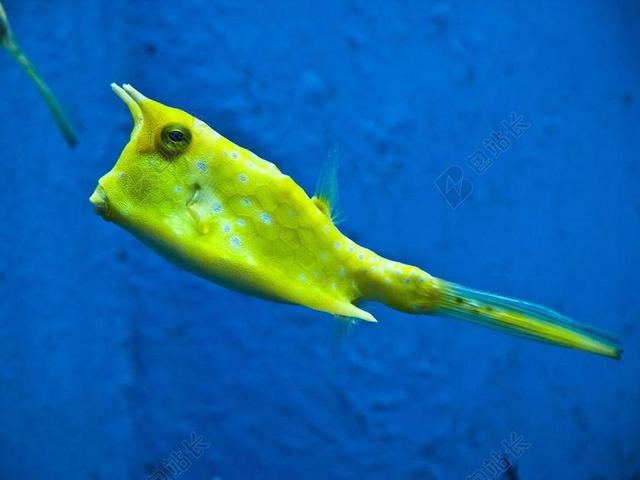 水族馆 - BOXFISH - 角鱼 - 鱼 - 角 - 大海