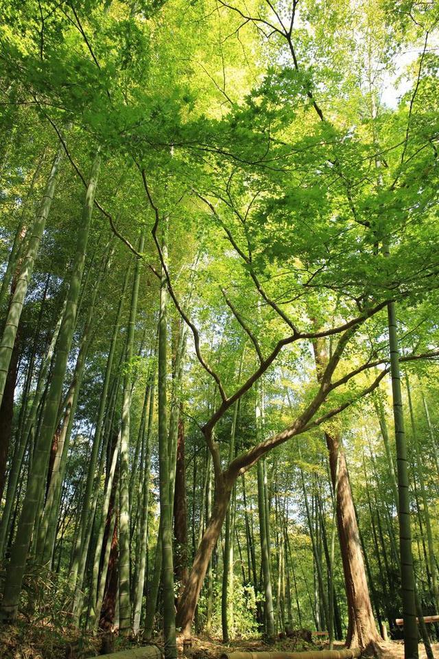 绿色自然养眼竹林大树户外摄影植物野外背景图片