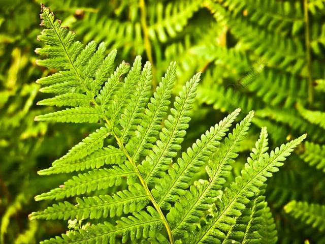 绿色植物清新野外的蕨类叶片植物叶片背景图片