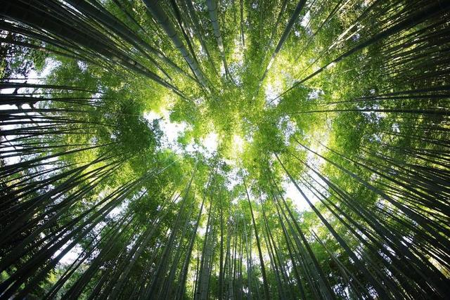 户外绿色方式树木光照背景图片
