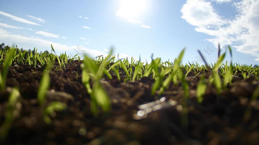 春天农场唯美绿色芽成长背景图片