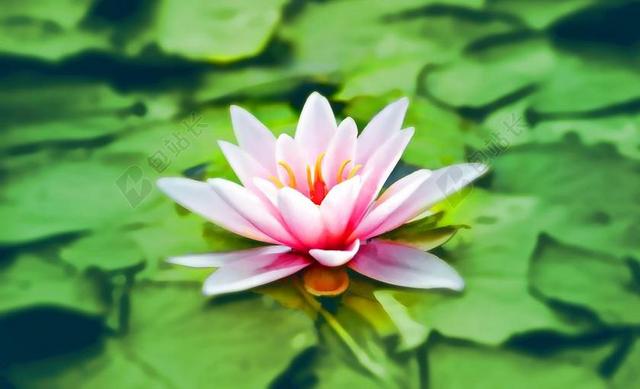 清新生长的水仙花背景图片