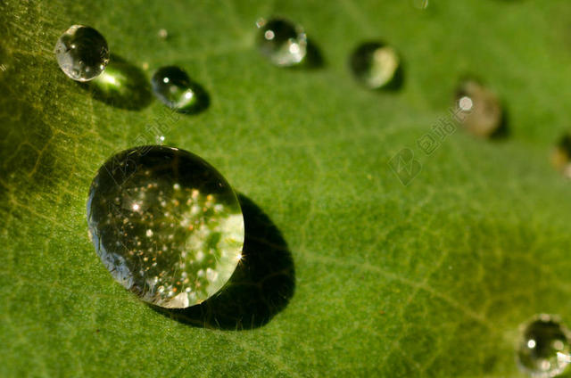 绿色植物区系晶莹的水珠特写背景图片