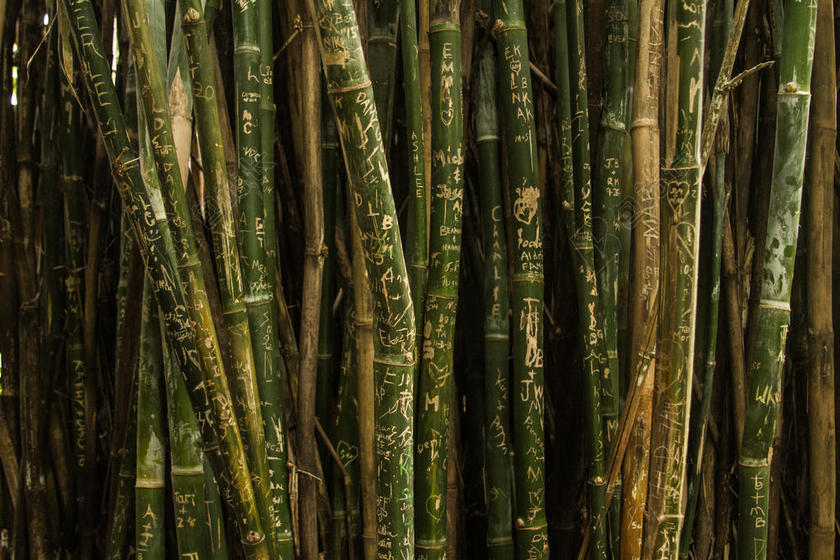 竹林清新竹子背景图片