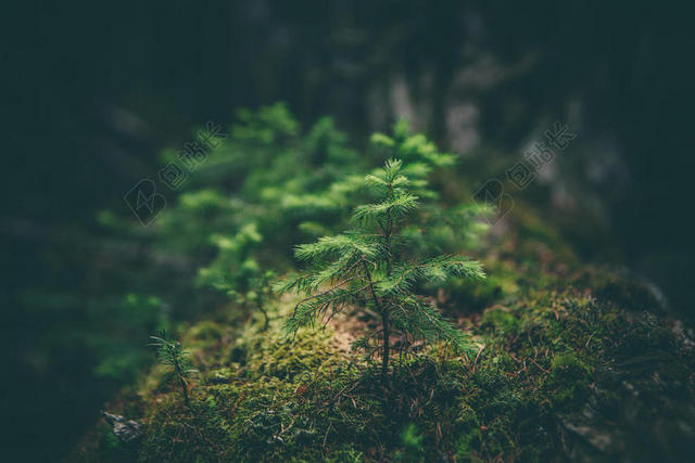 绿色植物养眼苔藓上的小小植株植物野外背景图片