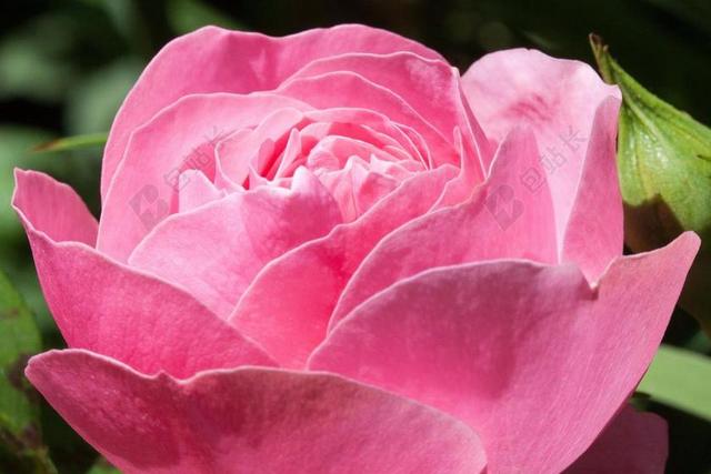 红色植物自然粉红色玫瑰花瓣特写背景图片