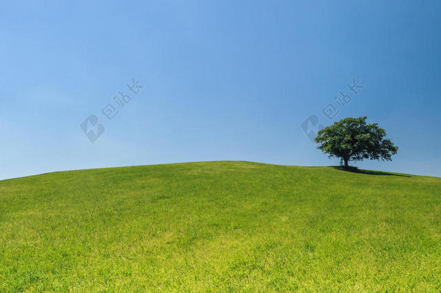 生态的草地图片