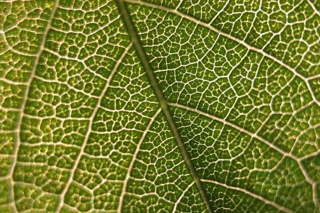 清新植物树叶纹理背景图片