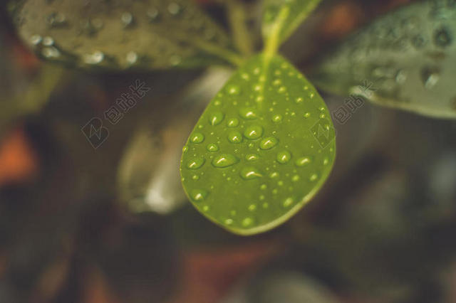 唯美树叶上的雨滴背景图片