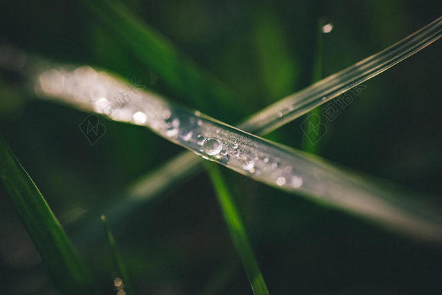 唯美绿叶特写刀片背景图片
