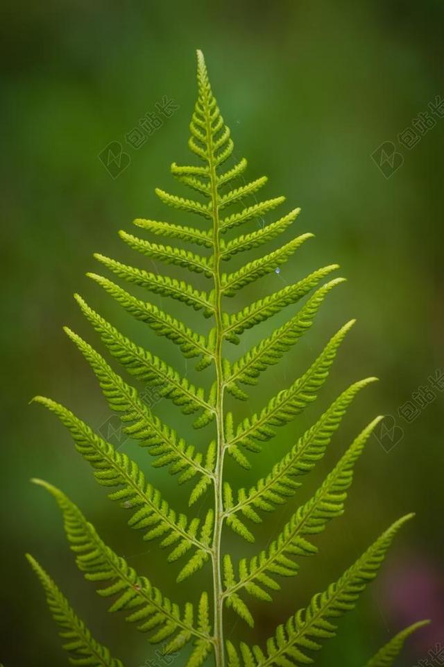 蕨类植物 - 绿色 - 叶 - 自然 - 植物