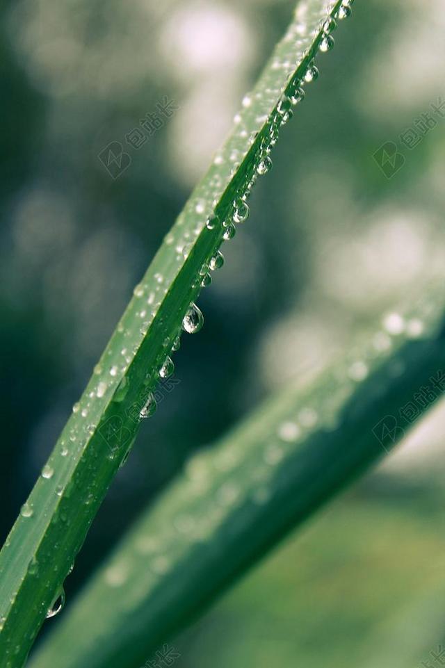 刀片 - 属于 - 草 - 模糊 - 清洁的 - 自然