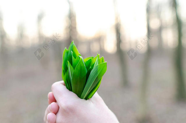 朦胧背景人手握草背景图片