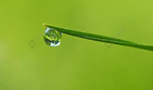 唯美植物尖的雨滴背景图片