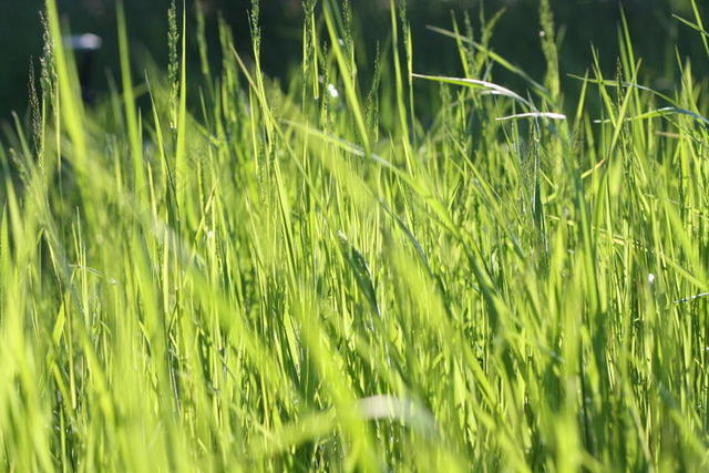 绿色植物茂盛野外的茂盛的杂草植物背景图片