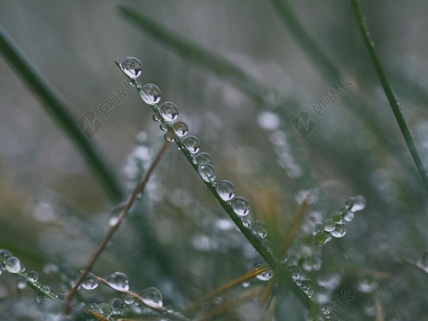 昏暗树枝上的露珠背景图片