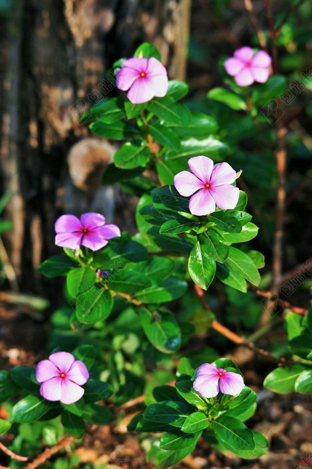 绿色植物娇艳地面上的小紫花植物鲜花背景图片
