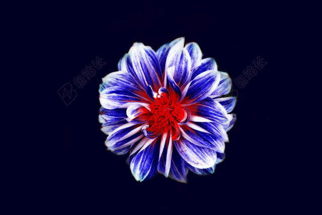 蓝色植物自然红花蕊蓝色花瓣背景图片