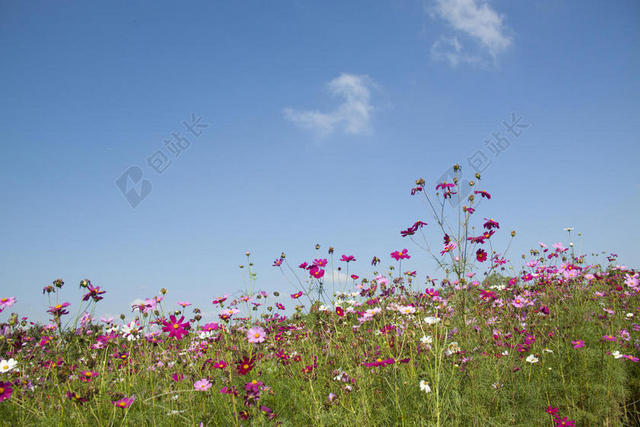 花园清新盛开的红色花朵背景图片