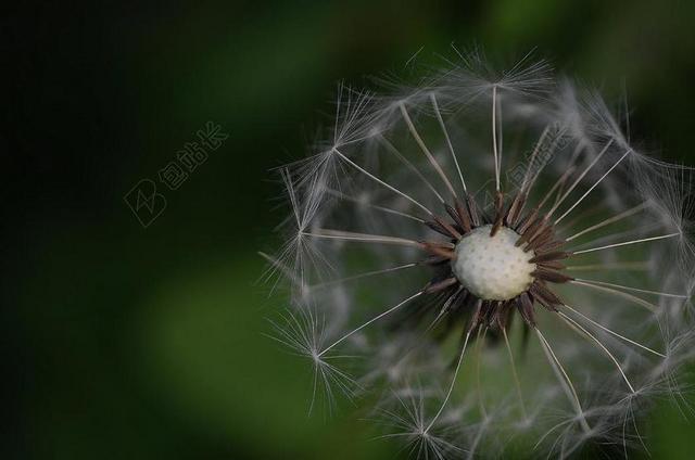 植物简约蒲公英种子背景图片