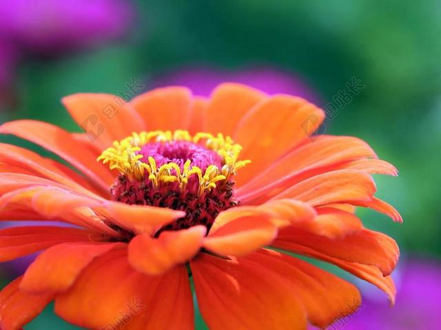 橘色植物非洲菊开花花蕊花瓣背景图片