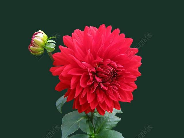 清新大丽花花瓣背景图片