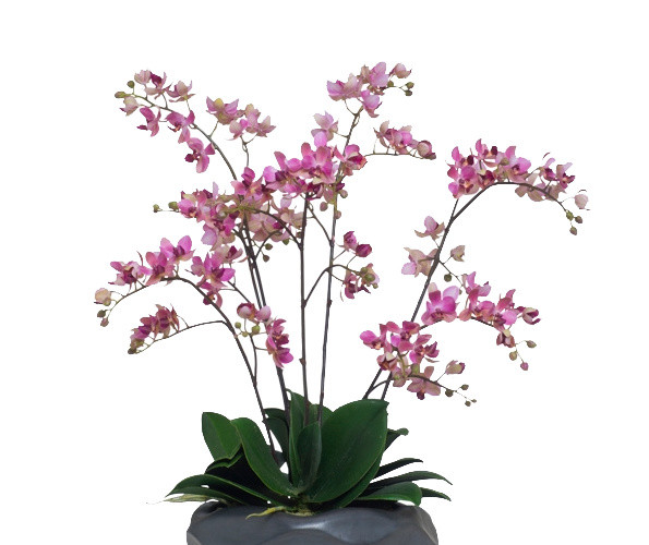 植物鲜花绿植盆栽矢量图片