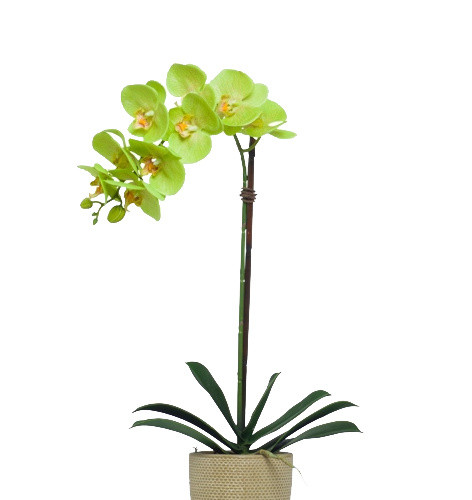 植物绿植盆栽矢量图片
