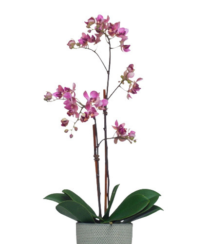 植物鲜花绿植盆栽矢量图片