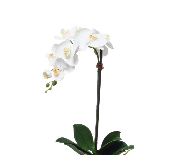 植物鲜花绿植盆栽矢量图片
