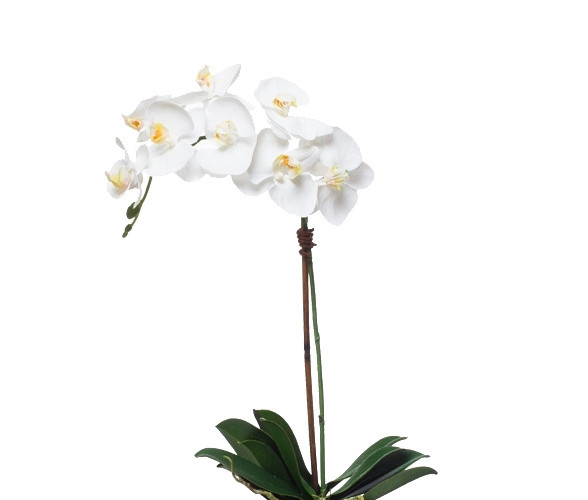 植物鲜花绿植盆栽矢量图片