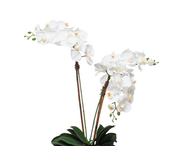 植物鲜花绿植盆栽矢量图片