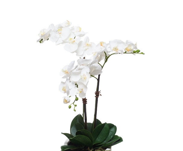 植物鲜花绿植盆栽矢量图片
