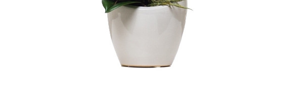 植物鲜花绿植盆栽矢量图片