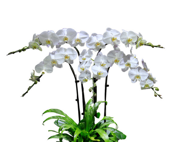 植物鲜花绿植盆栽矢量图片