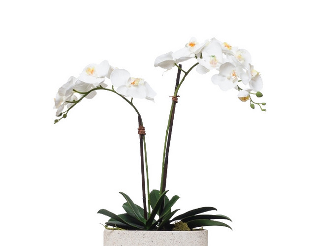 植物鲜花绿植盆栽矢量图片