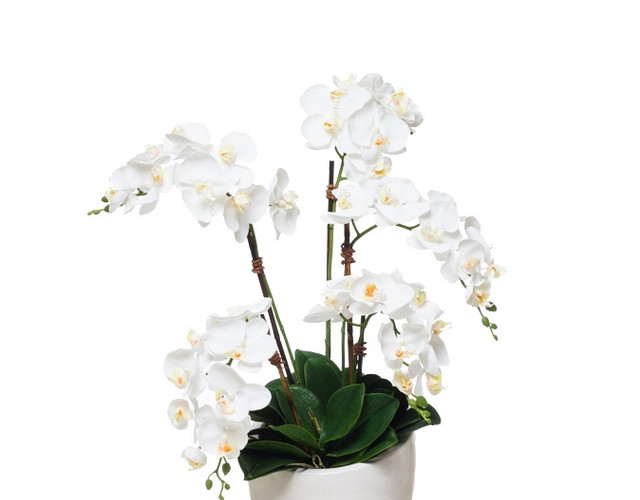 植物鲜花绿植盆栽矢量图片