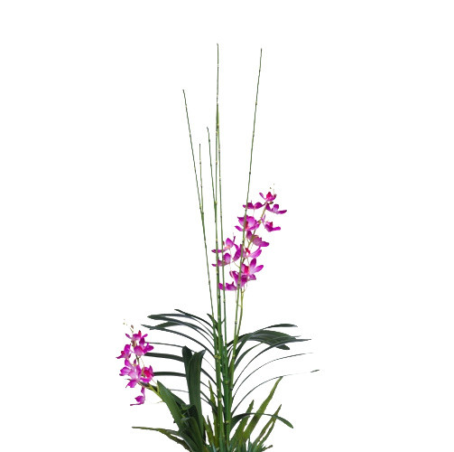 植物鲜花绿植盆栽矢量图片