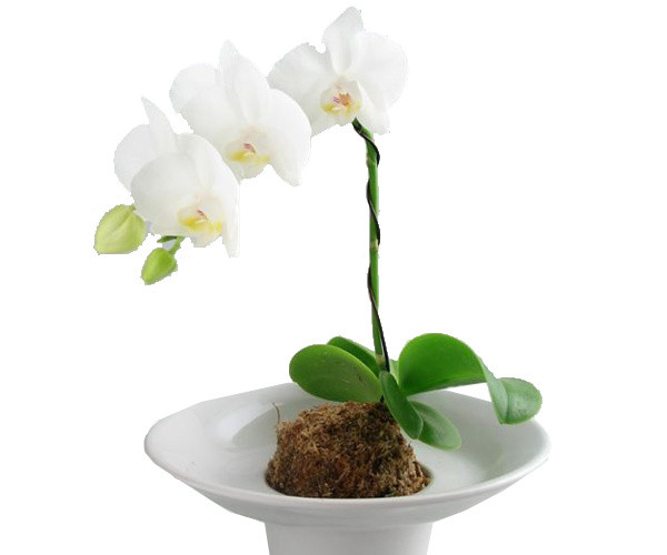 植物鲜花绿植盆栽矢量图片