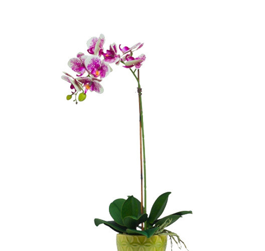 植物鲜花绿植盆栽矢量图片