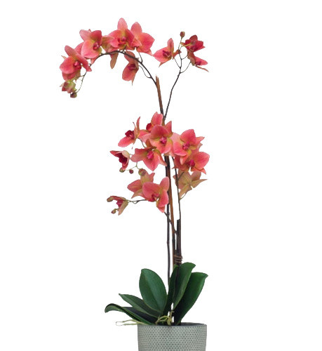 植物鲜花绿植盆栽矢量图片